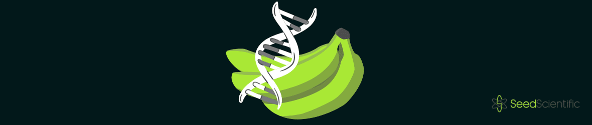 How Much DNA Do We Share With Bananas