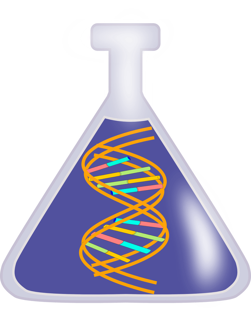Function of DNA Polymerase 2