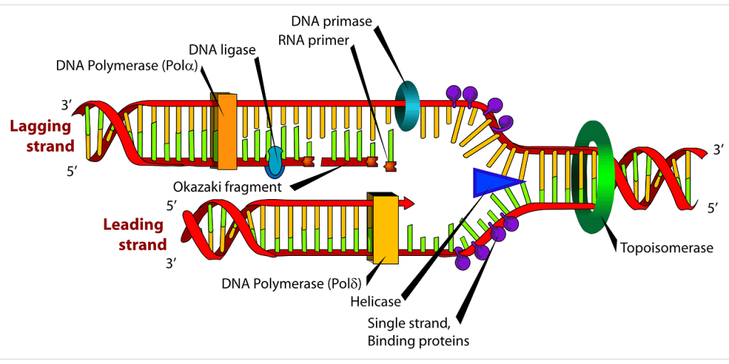 When Does DNA Replication Occur 1
