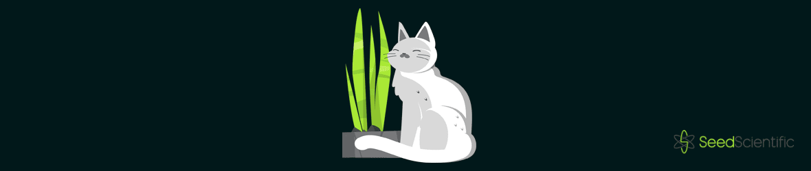 Are Snake Plants Toxic to Cats: Everything You Need to Know